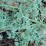 Fumaria parviflora Hostoa