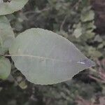 Aegle marmelos Leaf