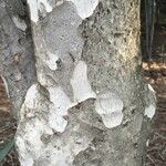 Ochna pulchra Bark
