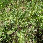 Pedicularis rostratospicata 葉