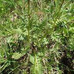 Pedicularis rostratospicata 叶