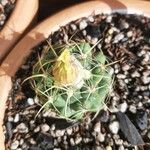 Coryphantha elephantidens Кара