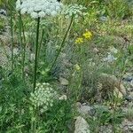 Libanotis pyrenaica 花
