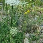 Libanotis pyrenaica Flower