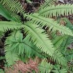 Polystichum munitum Foglia