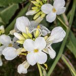 Brassica insularis Flor