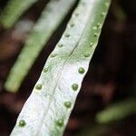 Goniophlebium subauriculatum Blatt