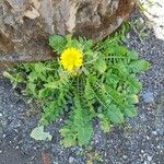 Crepis bursifolia عادت داشتن