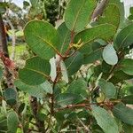 Eucalyptus preissiana Leaf