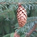 Picea sitchensis Fruit