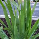 Iris pallida Leaf