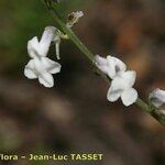 Anarrhinum laxiflorum Blüte