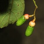 Ocotea valerioides Fruit