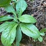 Erigeron pulchellus Leaf