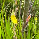 Philydrum lanuginosum Flower