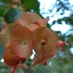 Holmskioldia speciosa Fleur