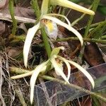 Maxillaria endresii Bark