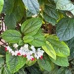 Clerodendrum thomsoniae Annet