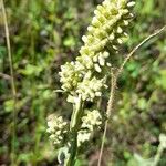 Pterocaulon alopecuroides Flor