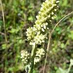 Pterocaulon alopecuroides 花