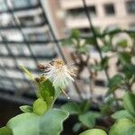 Senecio angulatus 花