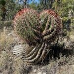 Ferocactus pilosus Ліст