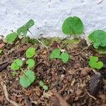 Dichondra carolinensis Feuille