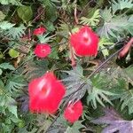 Ipomoea × multifida Flor
