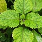 Plectranthus fruticosus Blatt