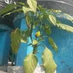 Capsicum annuumFruchs