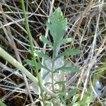 Scabiosa triandra पत्ता