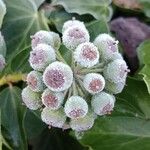 Hedera colchica Fruit