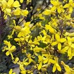 Brassica montana Flower