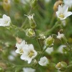 Sabulina verna Costuma