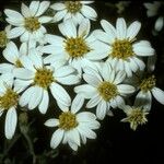 Chiliotrichum diffusum Blüte