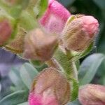 Antirrhinum majus Altul/Alta