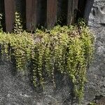 Sedum sarmentosum 整株植物