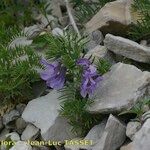 Vicia cusnae Vekstform