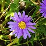 Brachyscome iberidifolia Flower