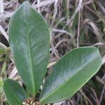 Psidium cattleianum List