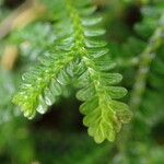 Selaginella obtusa Leaf