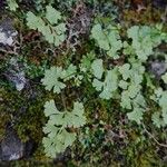 Anogramma leptophylla Leaf