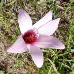 Zephyranthes martinezii Λουλούδι
