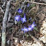 Scilla luciliaeFlower