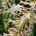 Aesculus parviflora Flor