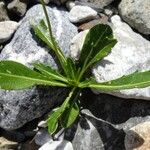 Biscutella intermedia Hoja