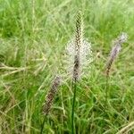 Plantago mediaFlor