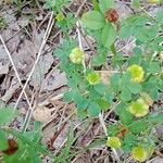 Trifolium campestre Blatt