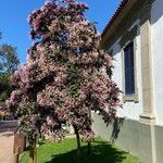 Clerodendrum quadriloculare Alkat (teljes növény)