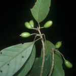 Siparuna decipiens Meyve
